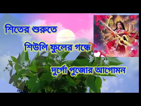 শিবের শুরুতে শিউলি ফুলের গন্ধে দুর্গো পুজোর আগমন। প্রকৃতির ভালোবাসা।