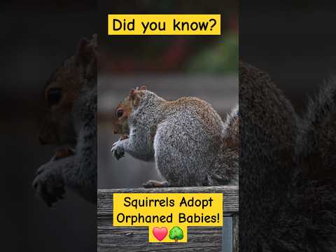 The Heartwarming Secret of Squirrels 🐿️ Adopting Baby Orphans! ❤️✨#animalstories