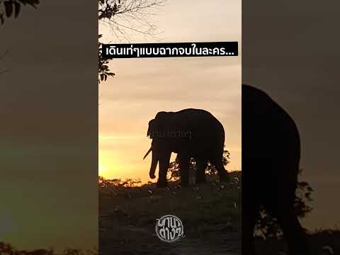 พี่ดื้อ and The sunset (21/01/66)  #ช้างป่า #ช้างเขาใหญ่ #เขาใหญ่  #elephant  #khaoyai