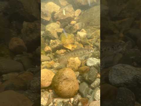 It’s not only gold we find 😎 🐟 🐠 #goldmining #goldpanning #goldprospecting #goldrush