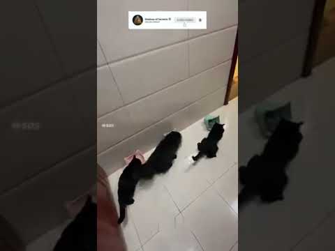 Cat Sprint Mode: Who can be faster than them?
