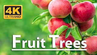 Top Most Beautiful Fruit Trees | 4K ULTRA HD