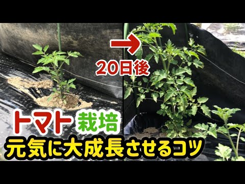 【 初心者必見 ミニトマトの育て方 🍅】風除けをするだけであっという間に大きくなる【 家庭菜園 栽培 トマト 】