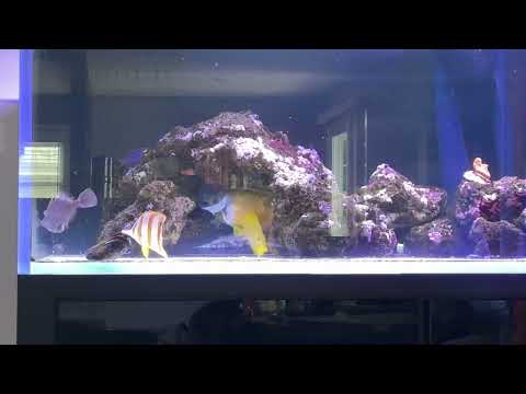 Copperband Butterfly Eating Mussel