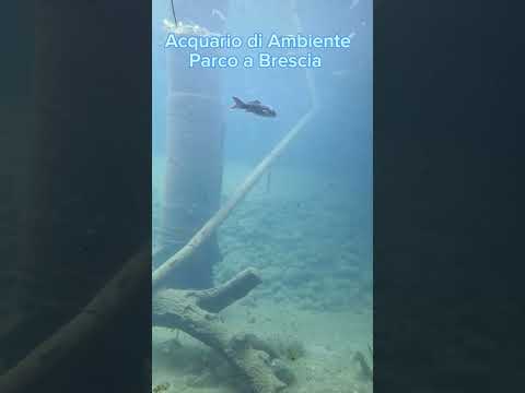 Acquario di Ambiente Parco Brescia