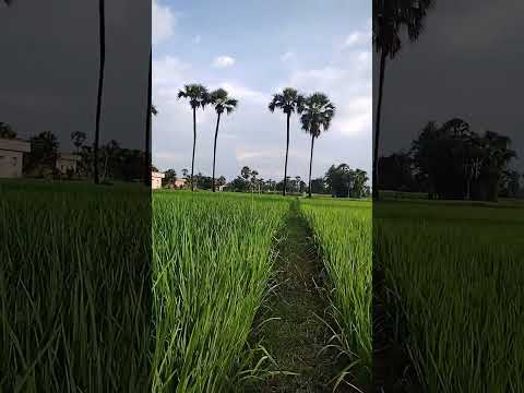 farmer life in India #farmerlifestatus #shorts