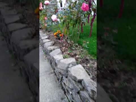 Alcatel One Touch cam quality