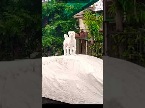 Pixel 6 Magic Eraser Tutorial