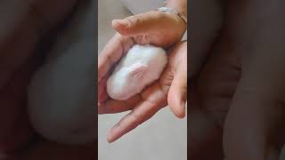 Param Sundari #BabyRabbitInHand #PopularVideo #CuteVideo #CuteRabbit #RabbitFunWorld #RFW #SHORTS