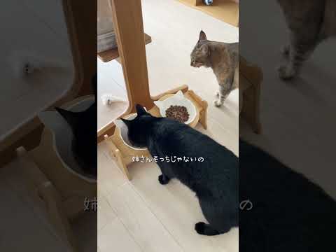 PET FUNさんから新しい器をいただきQOL爆上がり #猫 #cat #pr