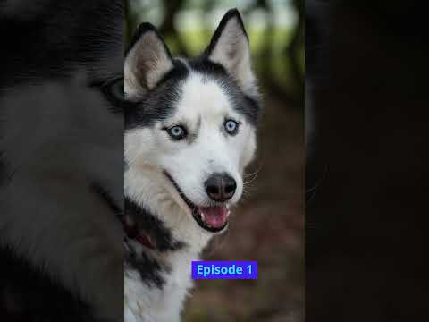 Dog Wisdom
