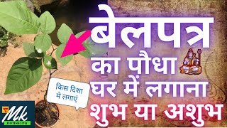 बेलपत्र घर मे लगाना शुभ या अशुभ? बेलपत्र का पौधा किस दिशा मे लगाएं #belpatra #mahadevspecial