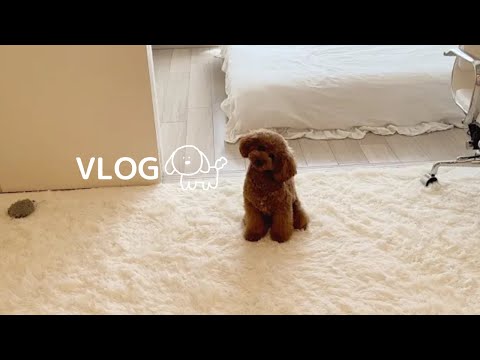 トイプードルのモーニングルーティン🥣トイプードルの日常VLOG