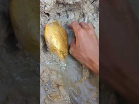 river full of gold #goldhunter #minergold