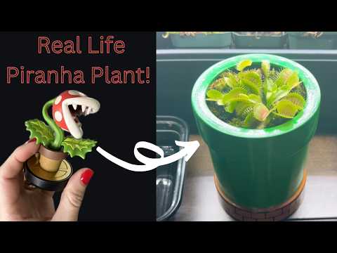 Grow a Piranha Plant! Venus Flytrap Potting Guide and Care in a Mario Bros Pipe 🪴