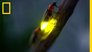 Watch: Fireflies Glowing in Sync to Attract Mates | National Geographic