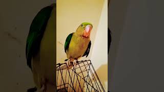 COMPANY EMIWAY BANTAI 😎🔥🦜 #trending #youtubeshorts #mcstan #mc #mcstaninterview #viral #attitude
