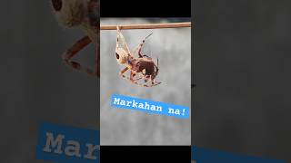 Mga markado at matatapang | Gagambang Tala | Marka Uno