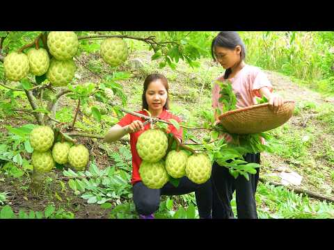 Harvesting 1000 + Kg Custard Apple On The Hill Garden To Sell At Market | Tieu Ca - Free Bushcraft