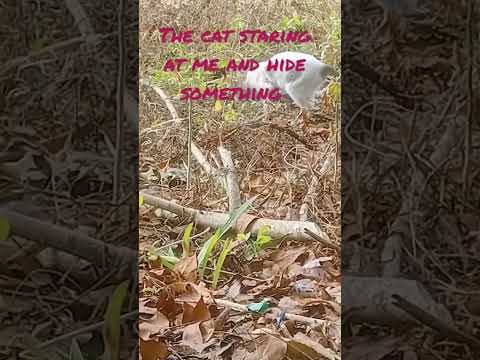 cat staring at me and hide something #shortvideo #wait #cutecat