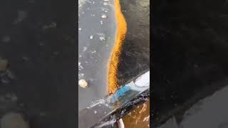 Gold mining in progress #miningmachine #Ethiopia #Mali #Indonesia #mining #miningcrushing