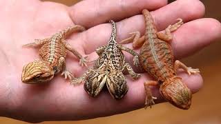Mga 10 Animals na dalawa ang ulo