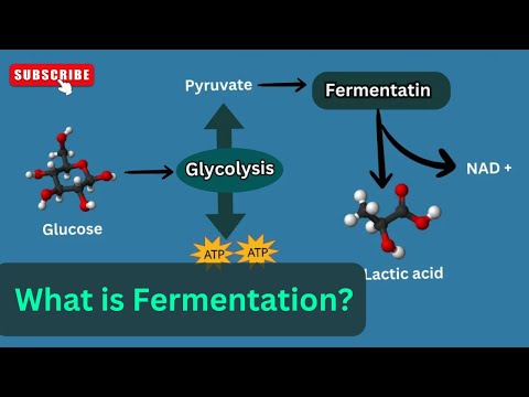 Fermentation Explained in detail ||Fermentation || Anaerobic respiration