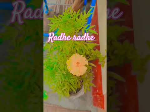 #viralshort ,#radheradhe ,#gaamilifestyle.🕉️🙏🏻