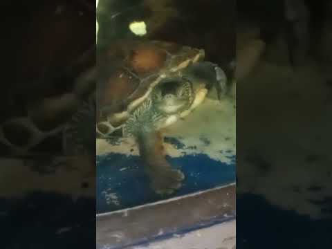 Turtle, Turtle 🐢
