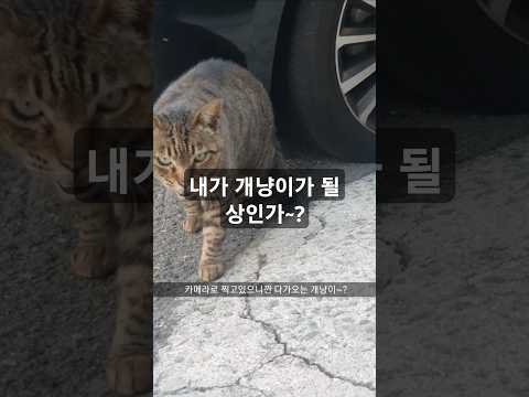 내가 개냥이가 될 상이오!?#브이로그 #개냥이 #퇴근