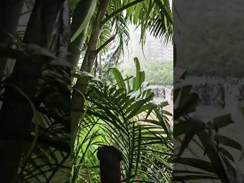 "Evening Rain... Still Falling 🌧️🌙"