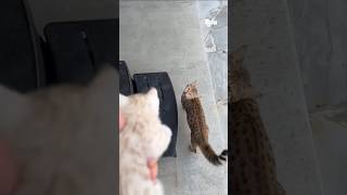 Cat fast come Baby😍💗 barking #cat #kitten #meow #trending #youtubeshorts #meowmoe #shorts #ytshorts