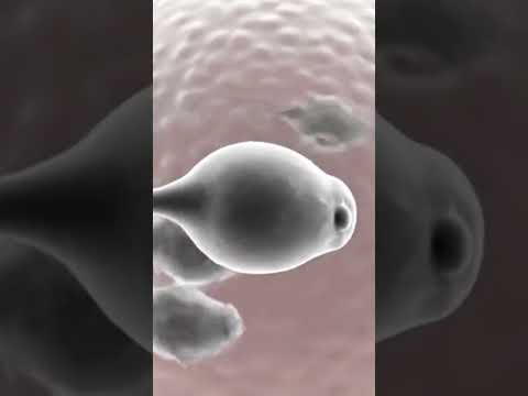 sperm movement #3d #animations #medicosphere #anatomy #medicos #physiology #viral #shorts #medical