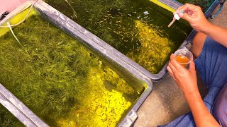 Stop Taking Care Too Much If You Want To Keep And Breed Guppies Successfully!!