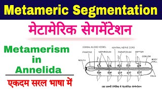 metameric segmentation in annelids | metamerism in annelida | metamerism zoology | biology ScienceSK
