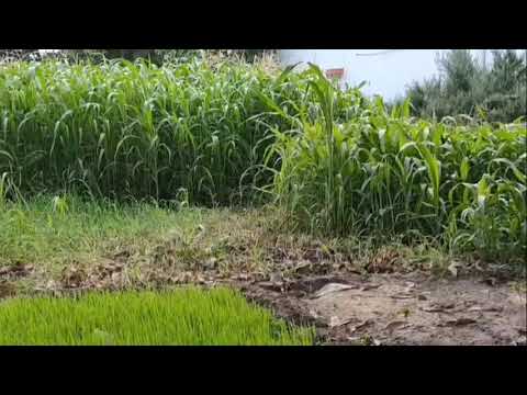 , desi desi hay doston yah dekhiae Chori boya Gaya Hai Khet Mein