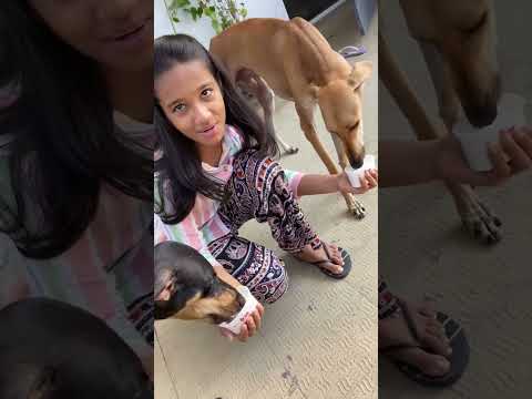 குட்டிகளுக்கு summer Treatu | kutti na puppy illa they are terror dogs 🐕 #kriyastargirl #shorts