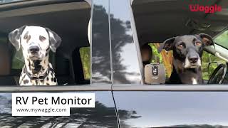 Amanda, Traveling Pet Mom | Waggle Pet Monitor