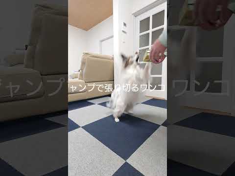 パイの実の箱は簡単に壊されちゃう #犬のいる生活 #パピヨン #犬のおやつ