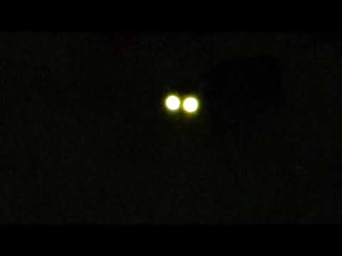 cats at night are mystical
