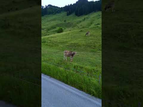 🇦🇹🇨🇭⛰️🏡#Austria #Switzerland #alps #alpen #mountains #cow #green #nature #visitaustria #swiss