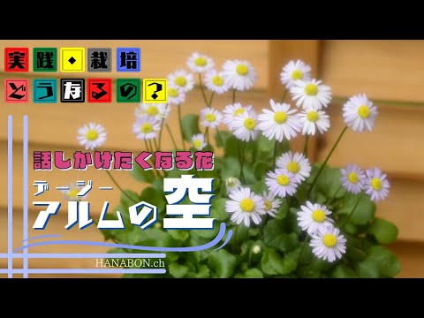 【デージーアルムの空】実践・栽培・どうなるの？【from present future？】愛らしく遂話しかけたくなる可愛い花・294日後こうなります。植え方・育て方【園芸】
