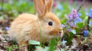 Spring Easter video with Baby Animals and Beautiful Landscapes- Rejuvenating Spring Ambience