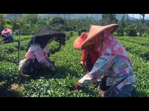 芯茶濃，春茶採收