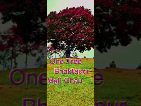 Mali ghau -Single tree #hiking_place