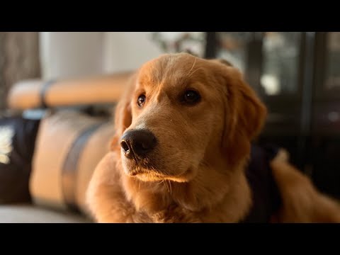 Urgent Plea-Help Bring Charlie Home.
