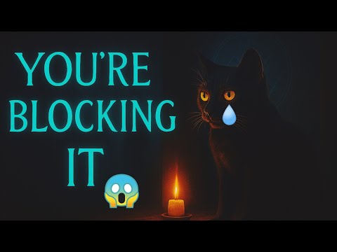 Never Do THIS Around Your Cat – You’re Blocking Their Energy Connection|| The Superstition Cat's 