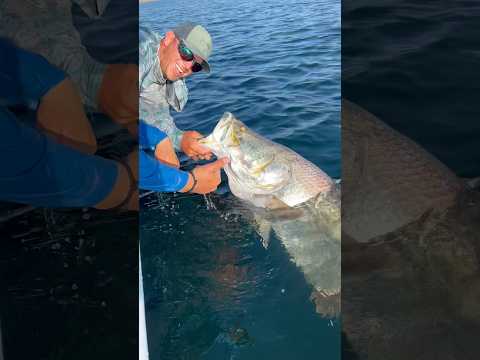 Absolute BEAST of a barramundi from the land of OZ. 🤯🇦🇺 #fishing #australia #barramundi