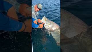 Absolute BEAST of a barramundi from the land of OZ. 🤯🇦🇺 #fishing #australia #barramundi