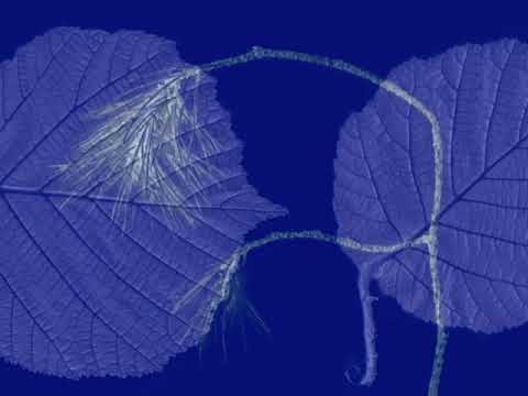 Halse for Hazel 4 sample